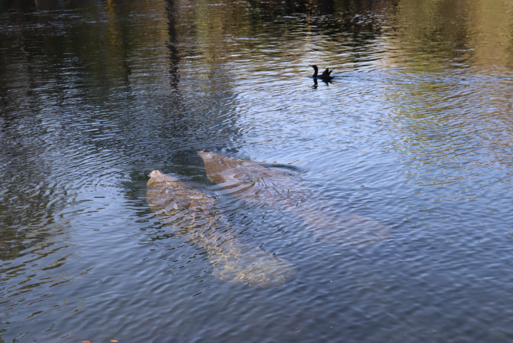 Manatees1